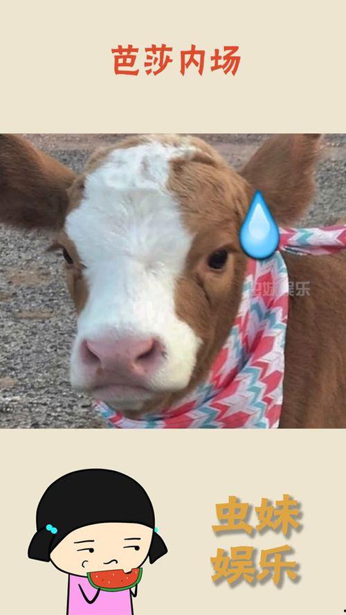 娱乐吃瓜酱抖音拍照,娱乐吃瓜酱教你拍出网红级抖音照片